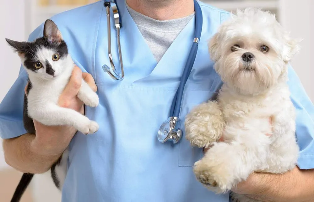 Maltipoo Forever Love Health Guarantee